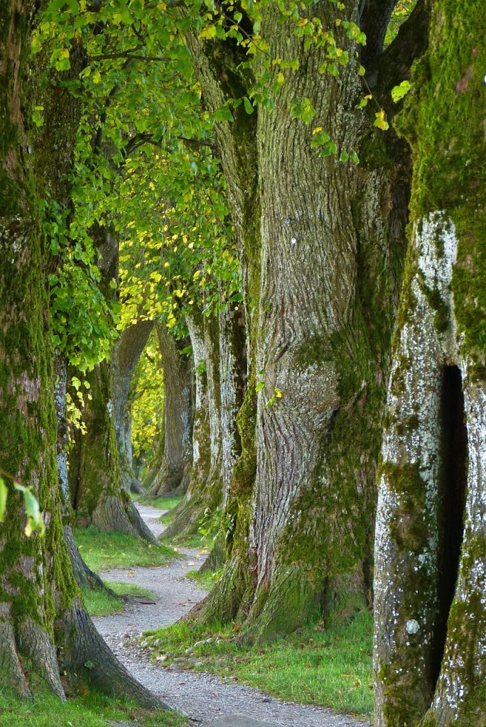 trees, path, trail, forest, nature, woods, path, forest, forest, forest, forest, forest, nature, nature